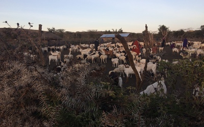 The "kraal" of animals within the boma