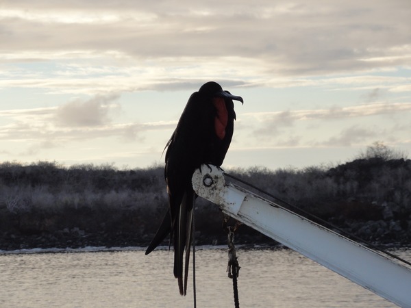 A Frigatebird perches upon one of the Galaven's boatcranes as the early morning sun climbs in the east.