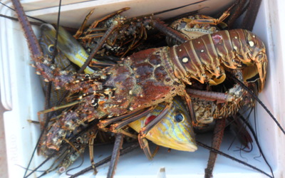 Lobsters for our beach side grill out!